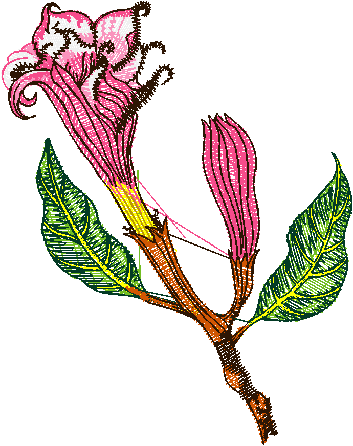 Exotic Flowers 1 (18)