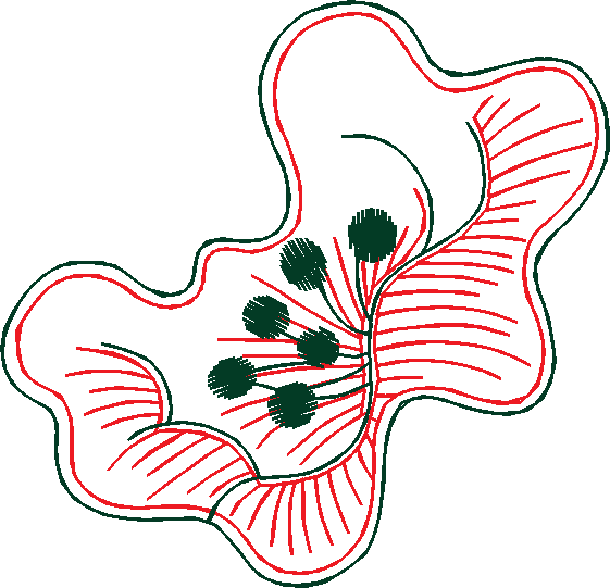 Fantasy Florals 2  (37)