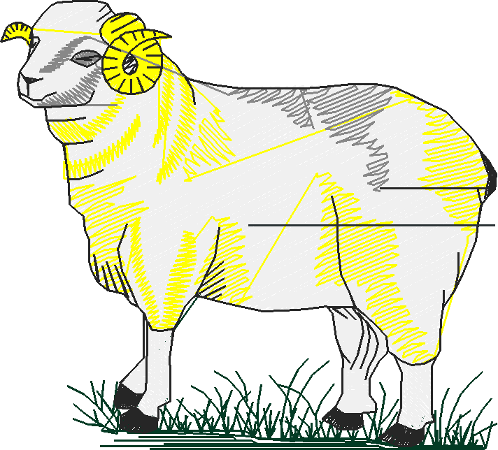 Farm Animals 2  (11)