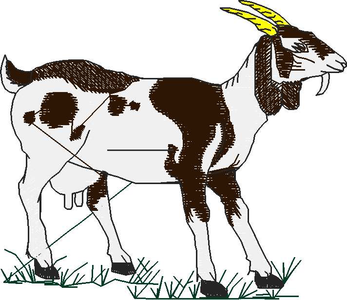 Farm Animals 2  (12)