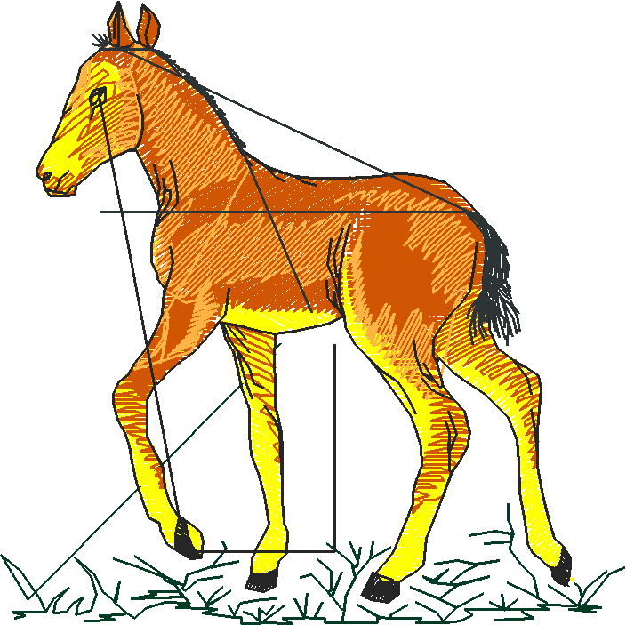 Farm Animals 2  (15)