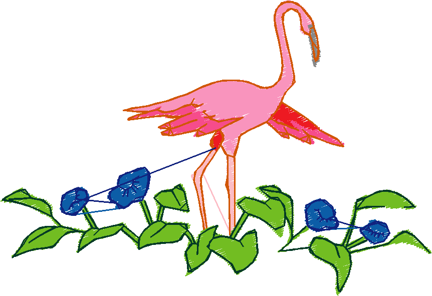 Flamingos  (6)