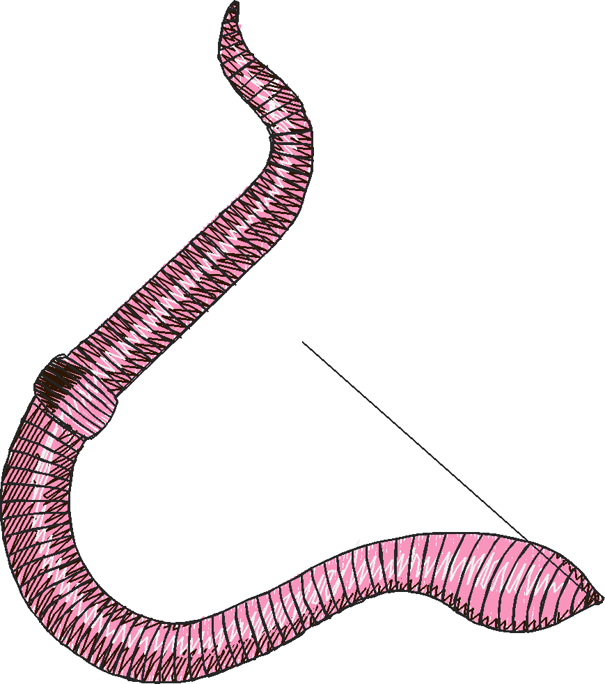 Flies & Lures 3  (13)