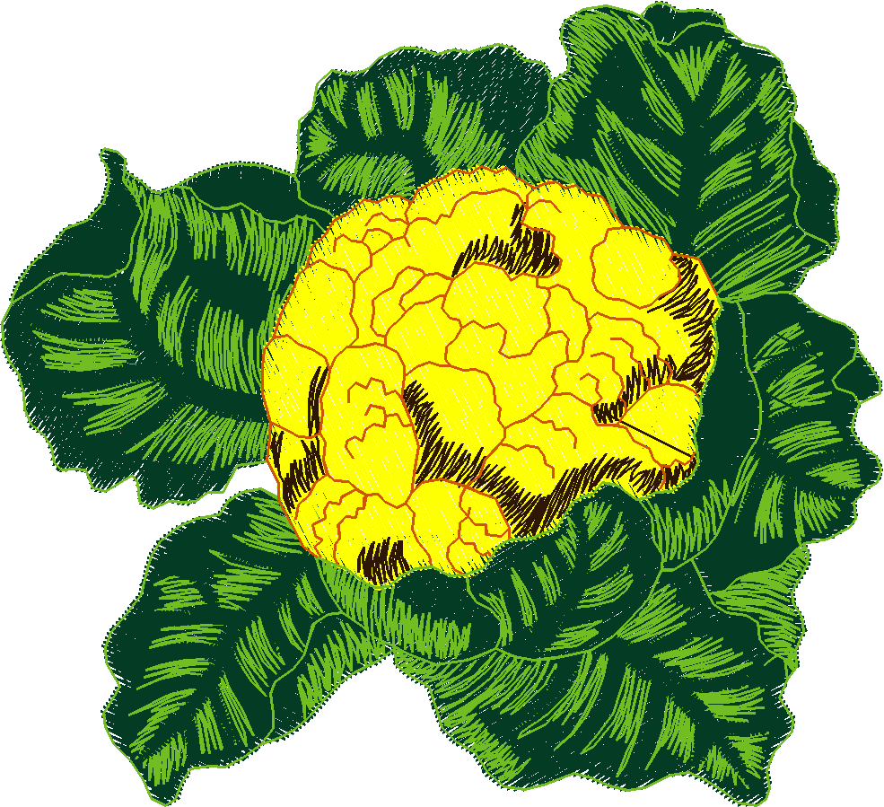 Fruit & Vegetables 11  (14)