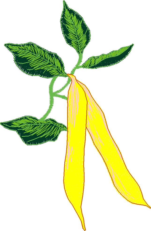 Fruit & Vegetables 11  (19)