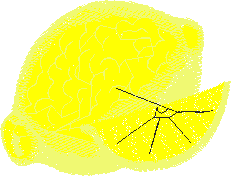 Fruit & Vegetables 15  (1)