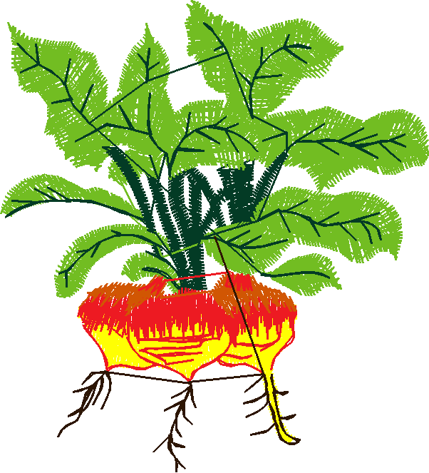 Fruit & Vegetables 15  (15)