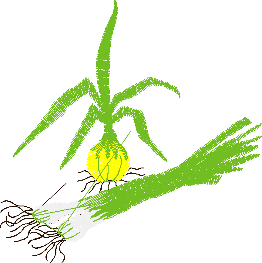 Fruit & Vegetables 15  (5)