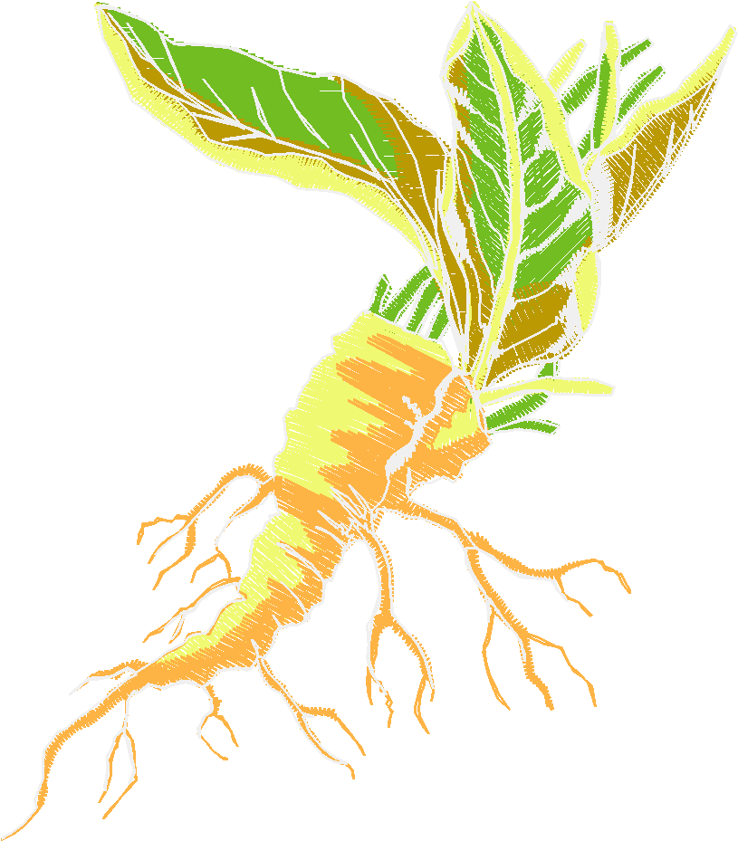 Fruit & Vegetables 17  (13)