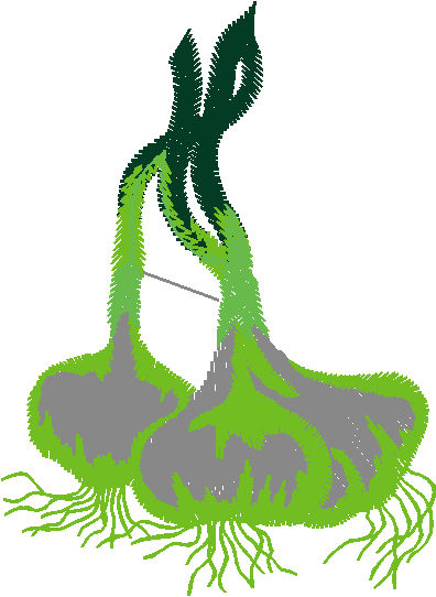 Fruit & Vegetables 17  (85)