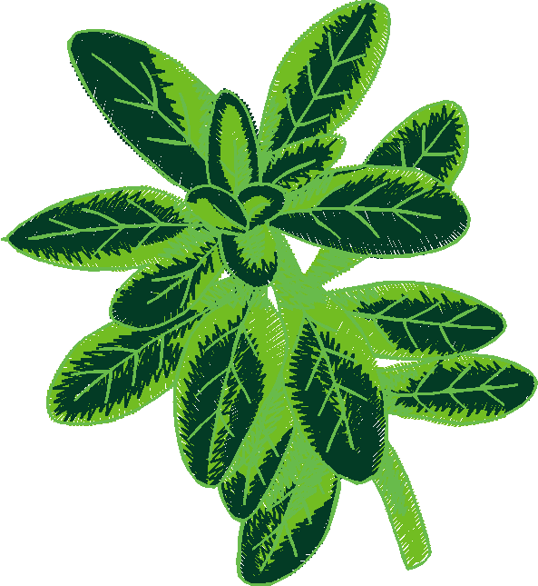 Fruit & Vegetables 17  (95)