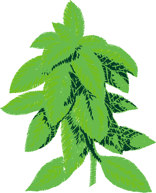 Fruit & Vegetables 17  (96)