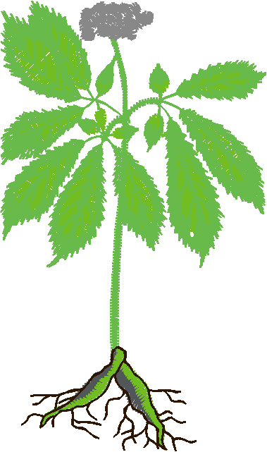 Fruit & Vegetables 18  (4)