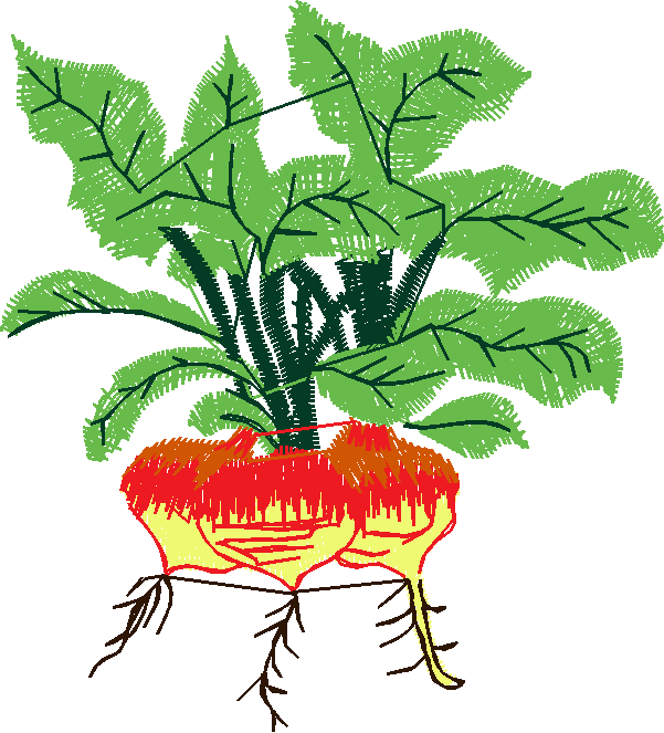 Fruit & Vegetables 20 (4)