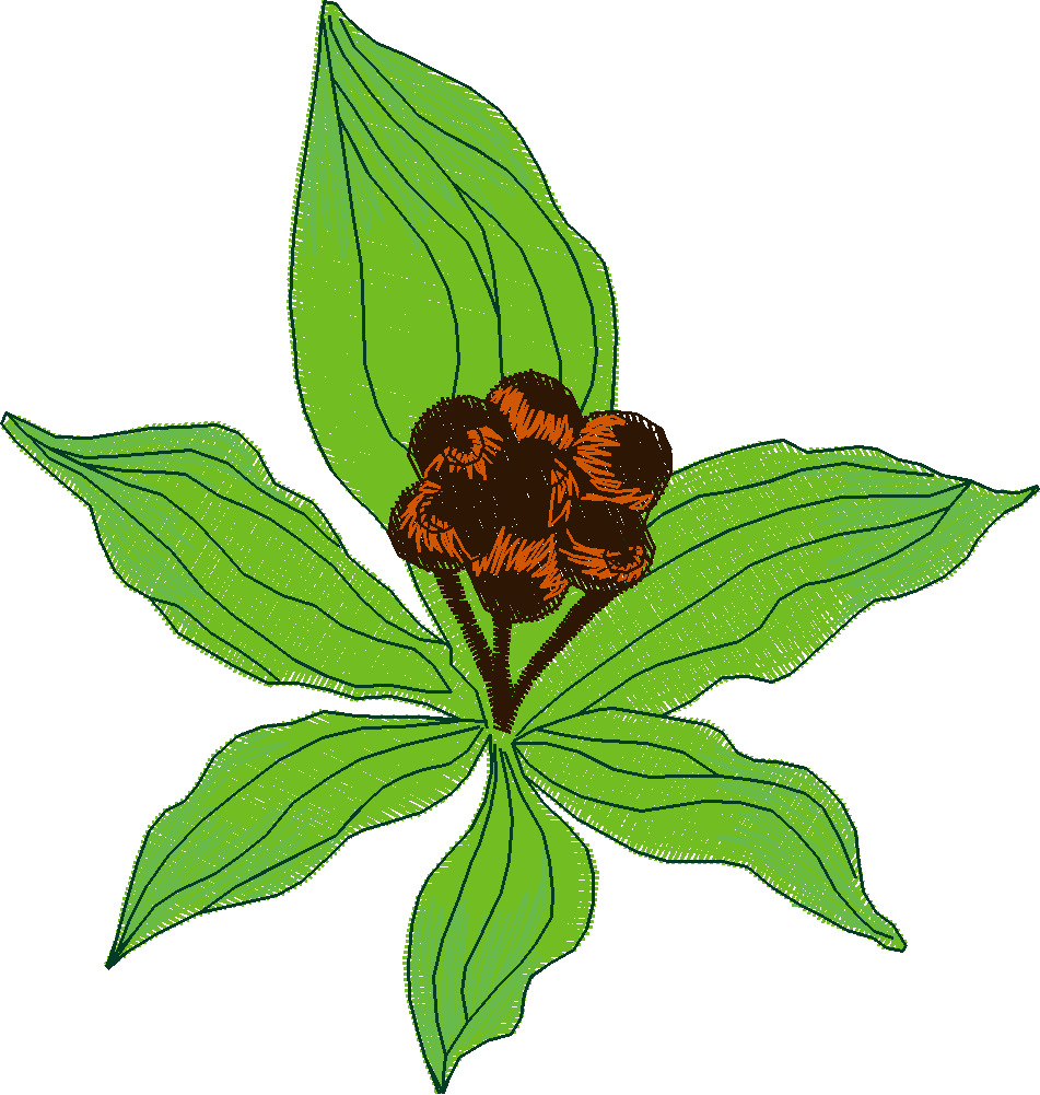 Fruit & Vegetables 5  (10)