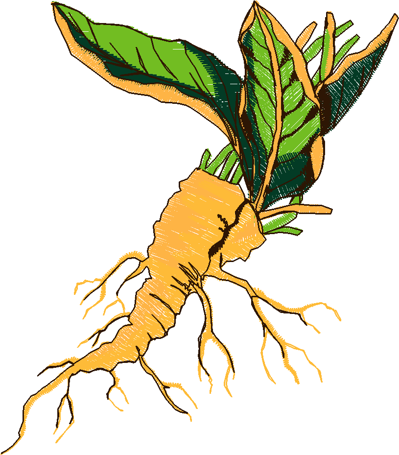 Fruit & Vegetables 6  (13)