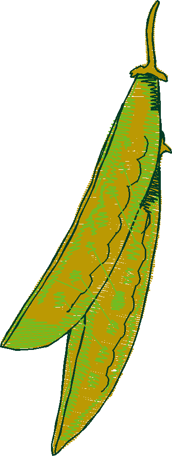 Fruit & Vegetables 6  (17)