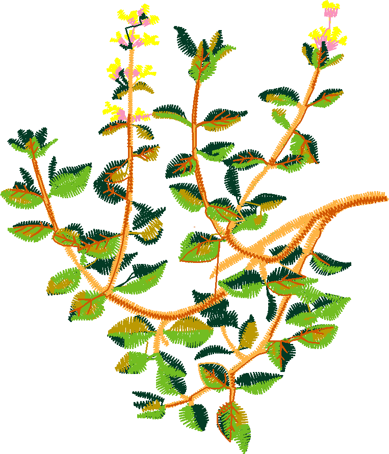 Fruit & Vegetables 6  (7)