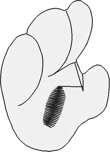 Funny Animals 1  (71)