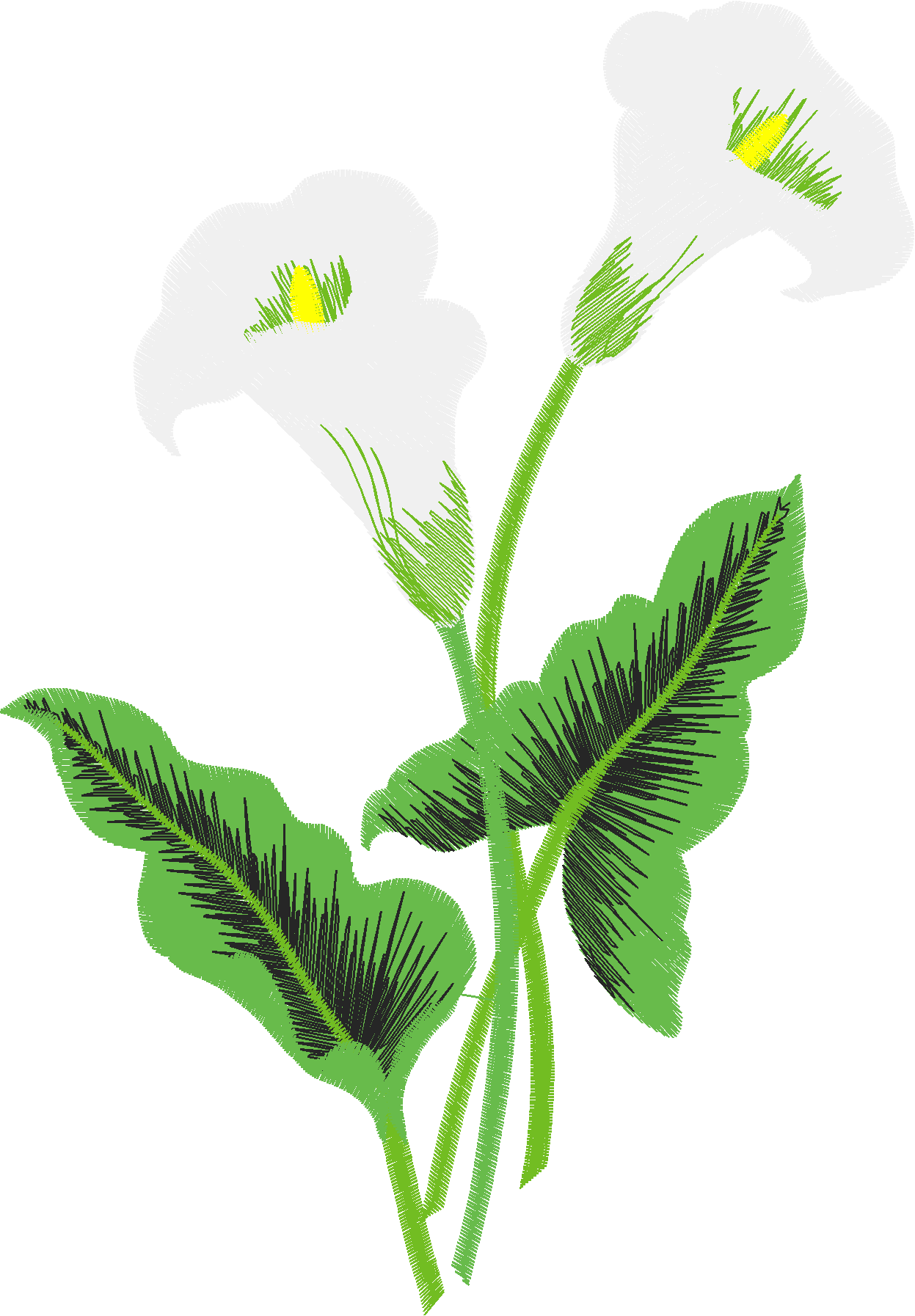 Hatched Africa 1  (7)