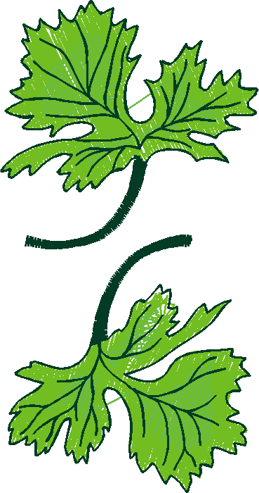 Herbs & Spices 1  (10)