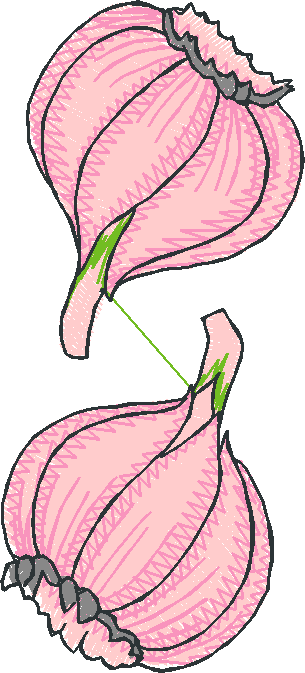 Herbs & Spices 1  (15)