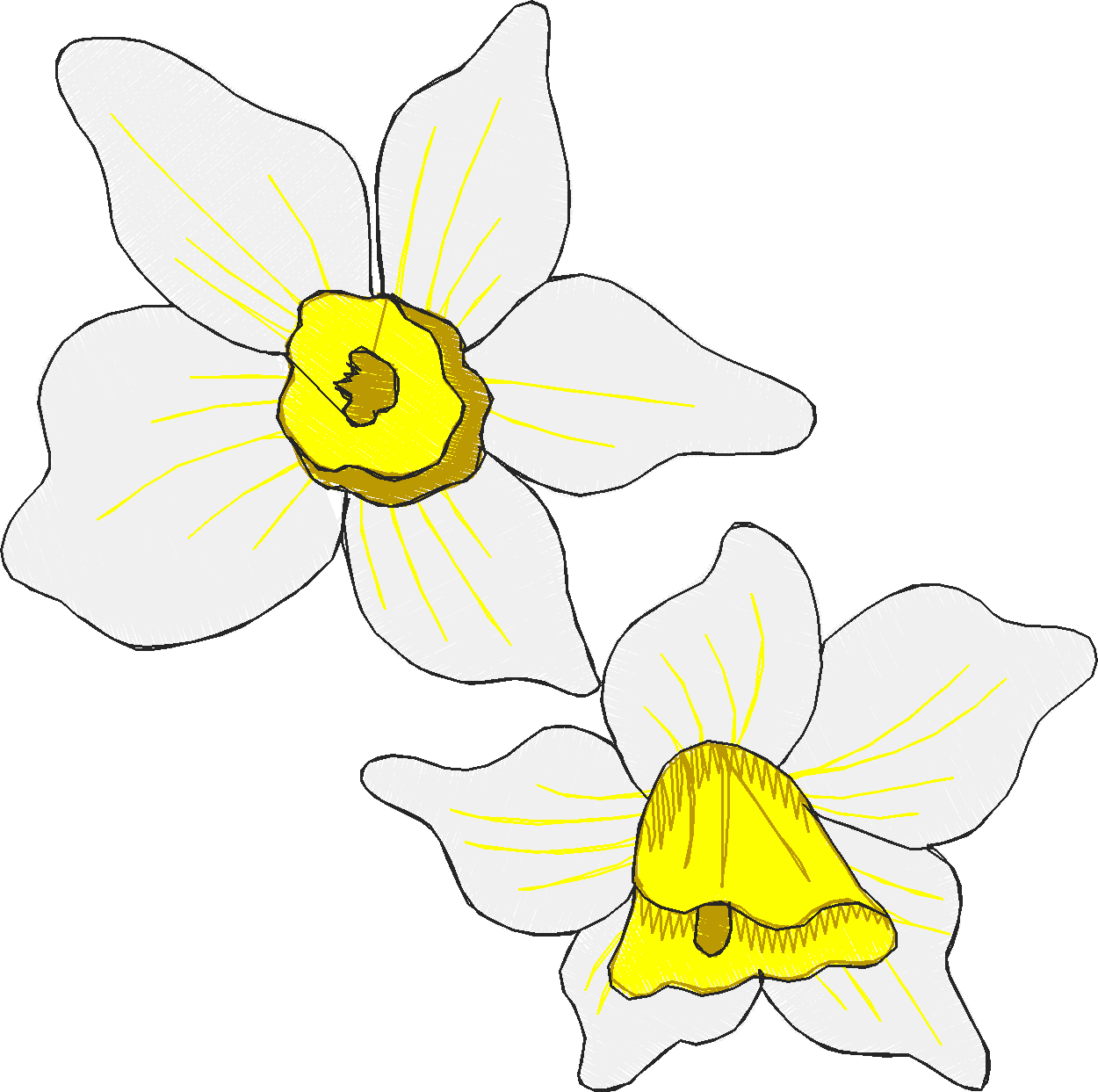 Humming Birds 1  (1)