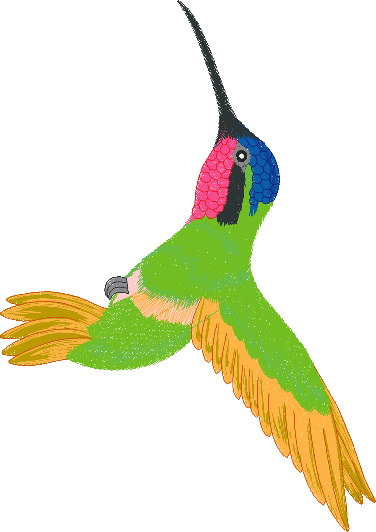 Humming Birds 1  (12)