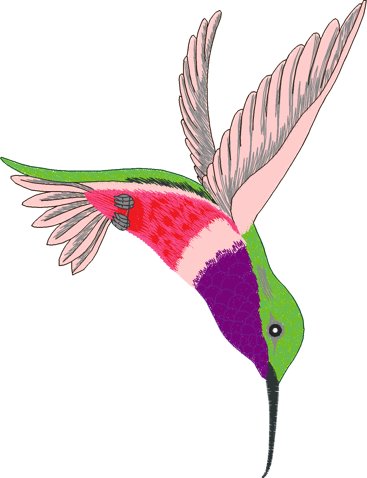 Humming Birds 1  (3)