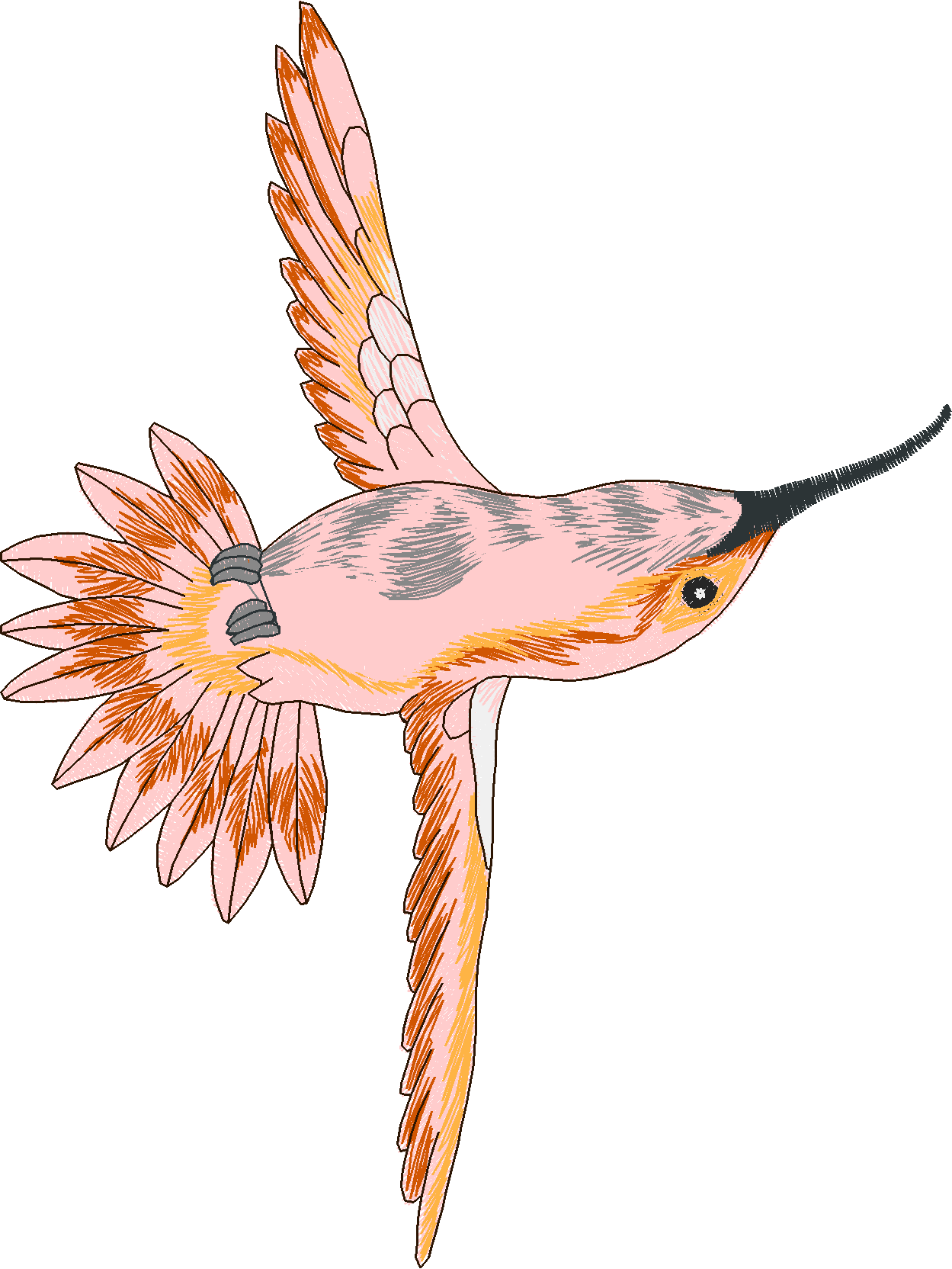 Humming Birds 1  (8)