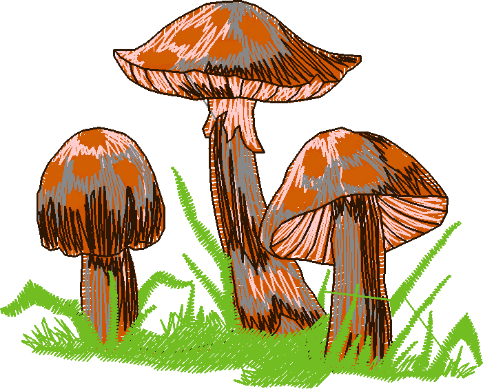 In The Timber 1  (14)