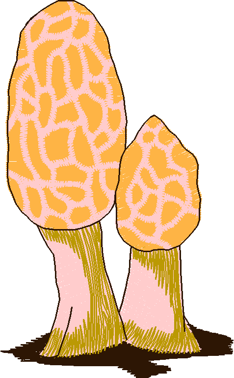 In The Timber 1  (2)