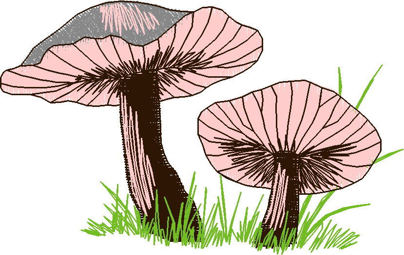 In The Timber 1  (5)