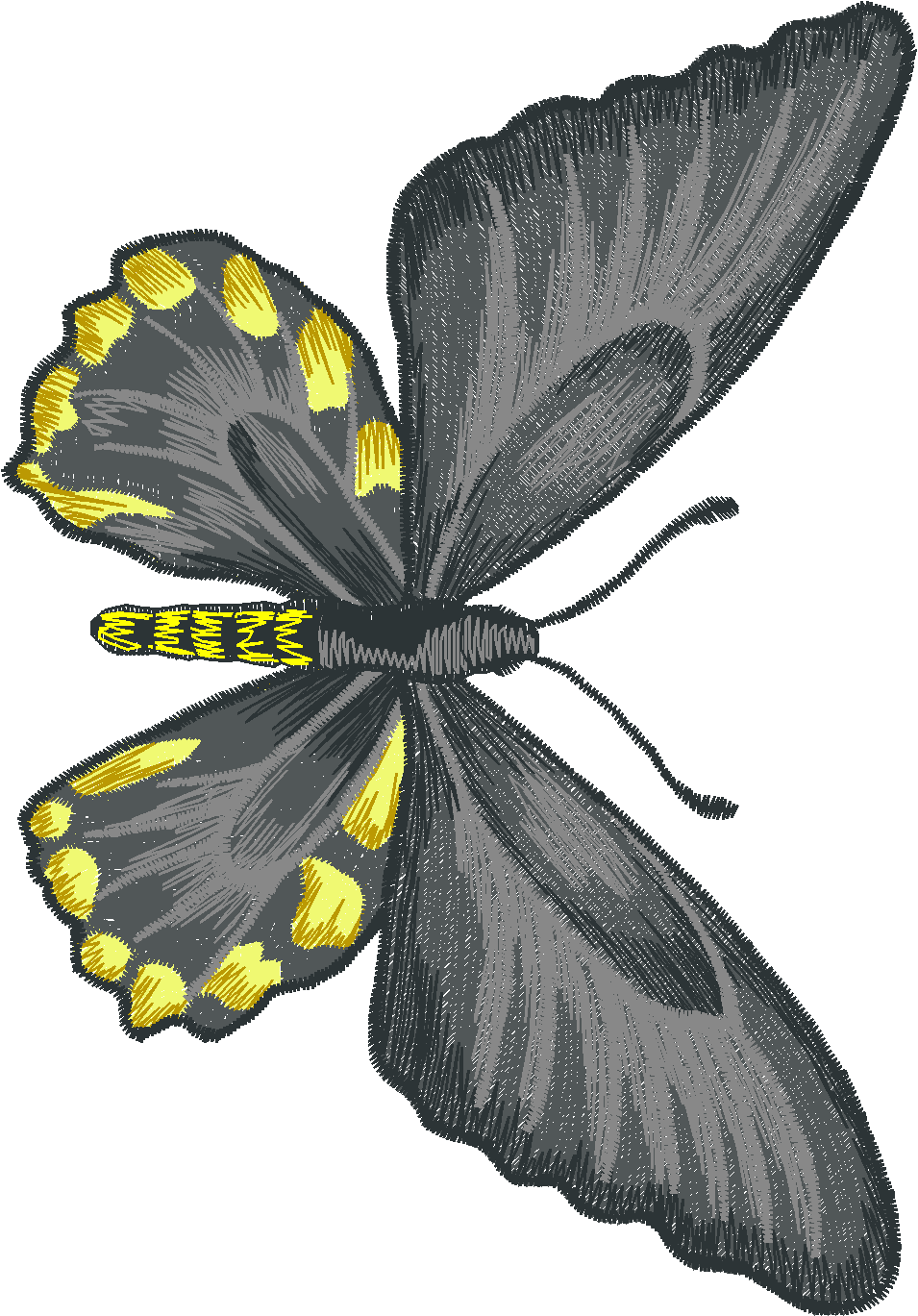 Jumbo - Butterflies 1  (12)