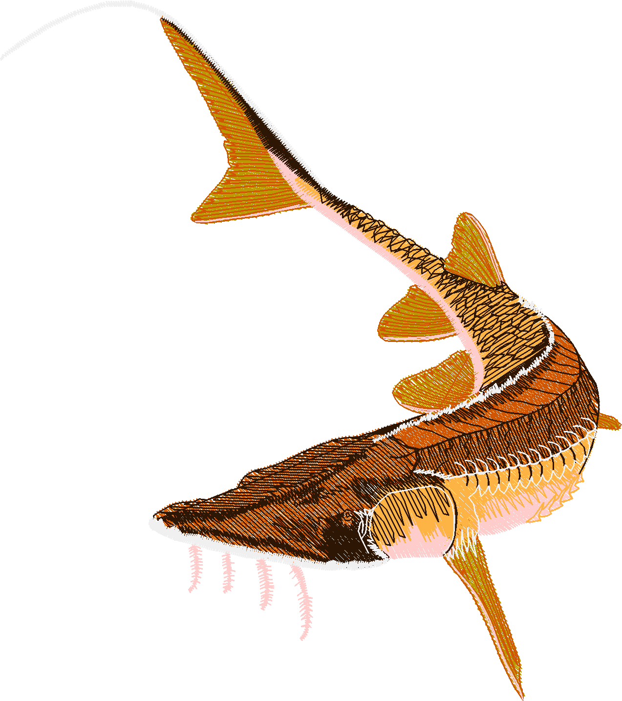 Jumbo - Fish 1  (11)