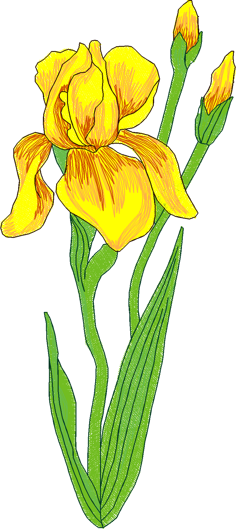 Jumbo - Flowers 1 (12)