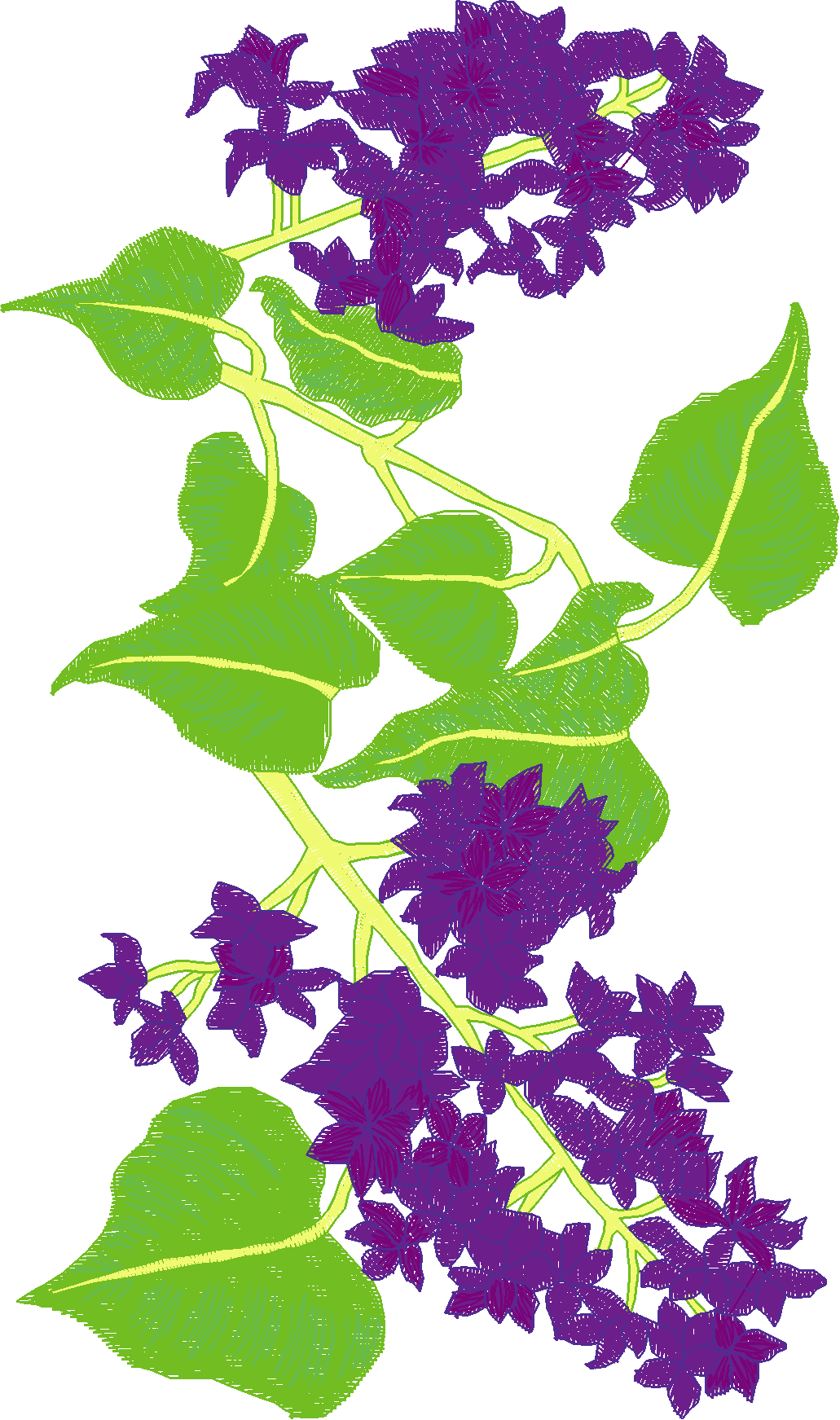 Jumbo - Flowers 1 (6)