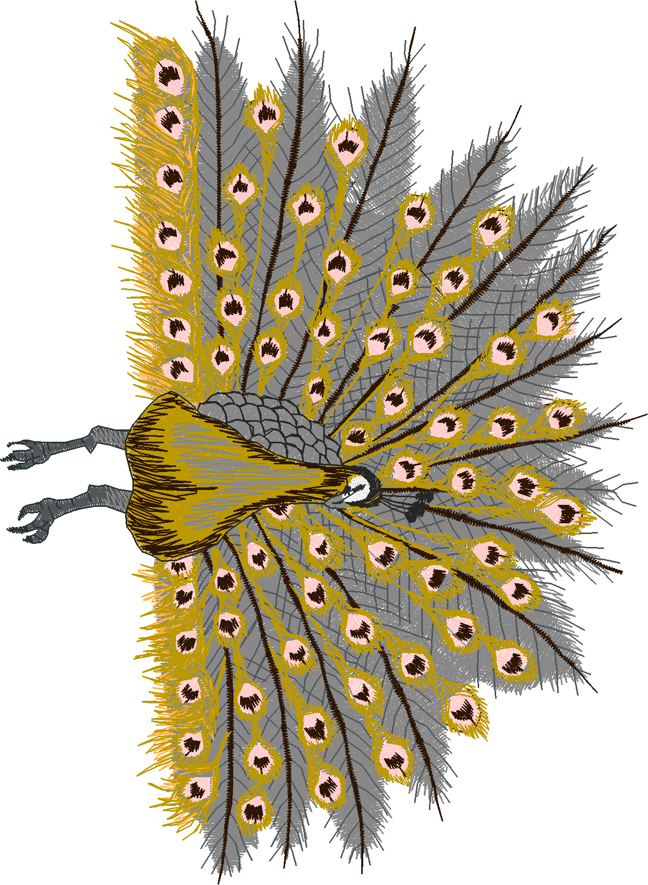 Jumbo - Peacocks 1  (1)