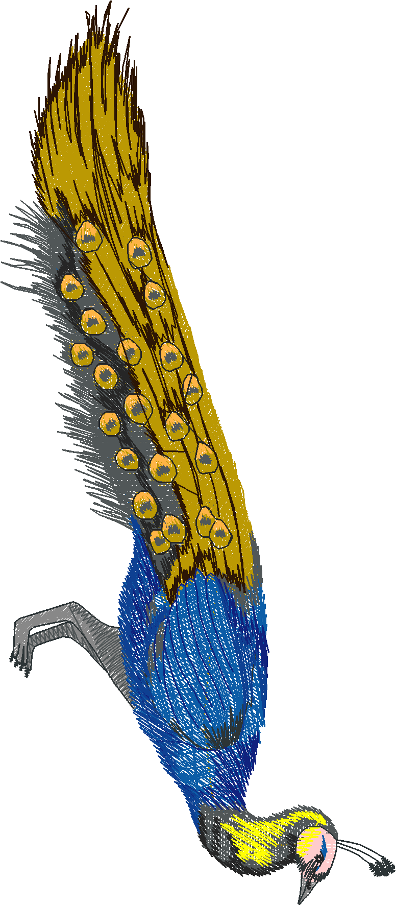 Jumbo - Peacocks 1  (10)