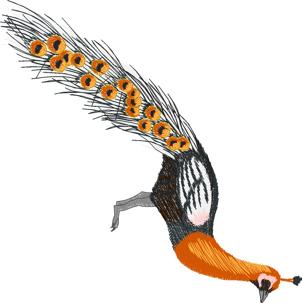 Jumbo - Peacocks 1  (12)