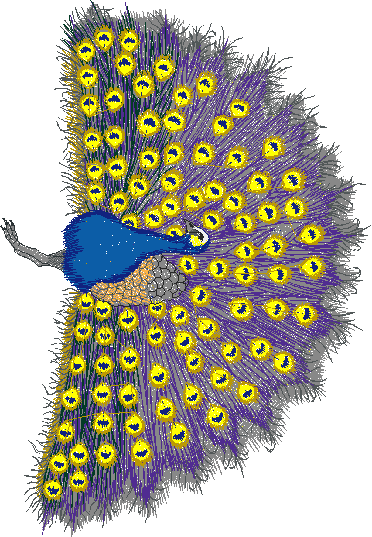 Jumbo - Peacocks 1  (2)