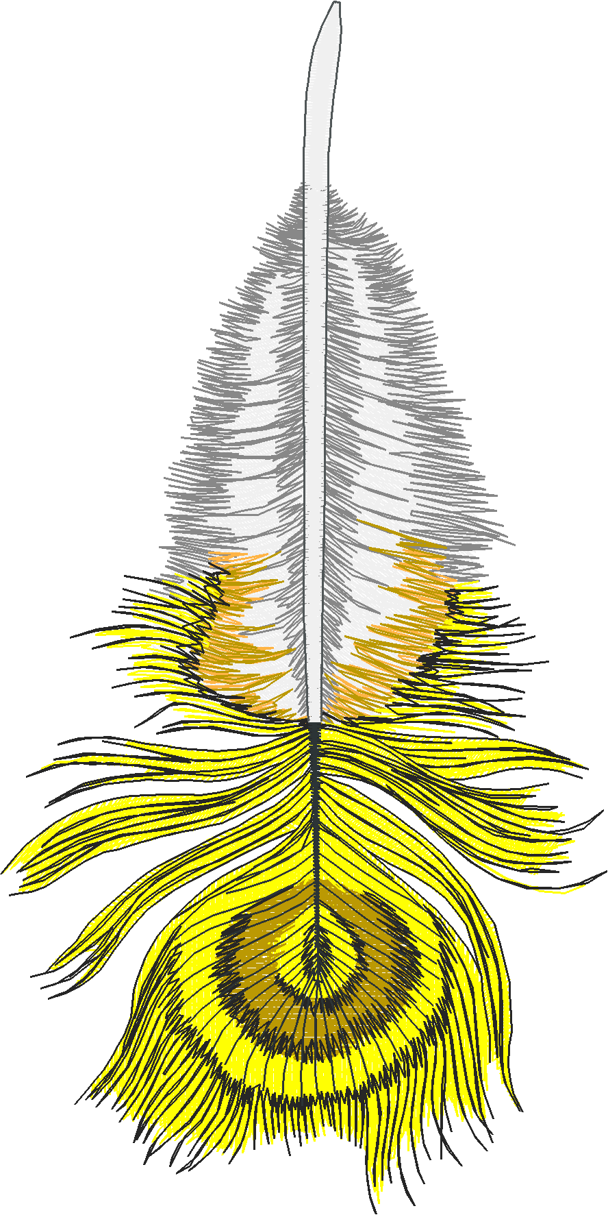 Jumbo - Peacocks 1  (3)