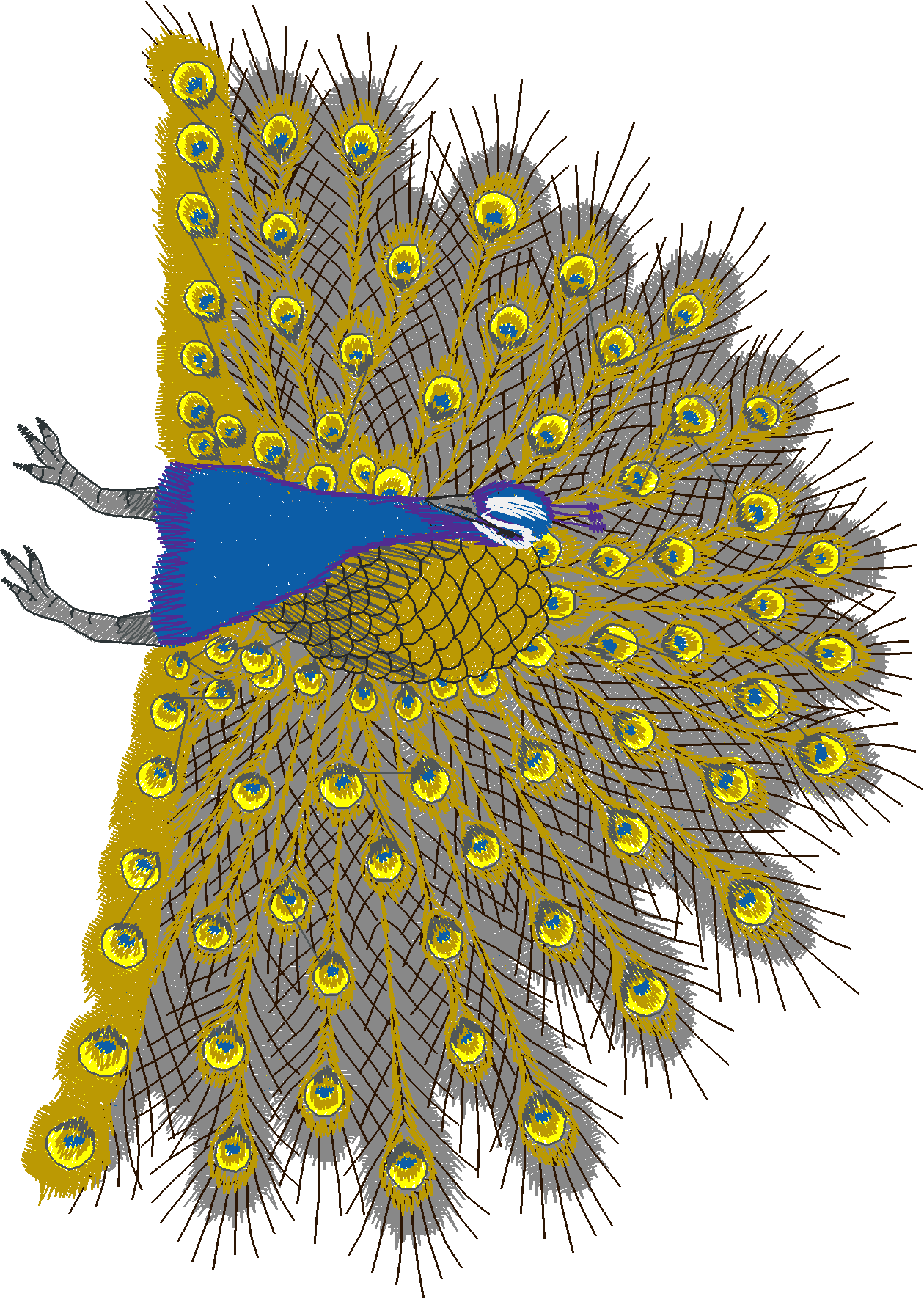 Jumbo - Peacocks 1  (7)