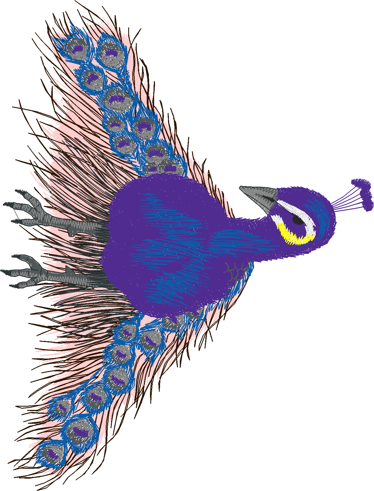 Jumbo - Peacocks 1  (8)