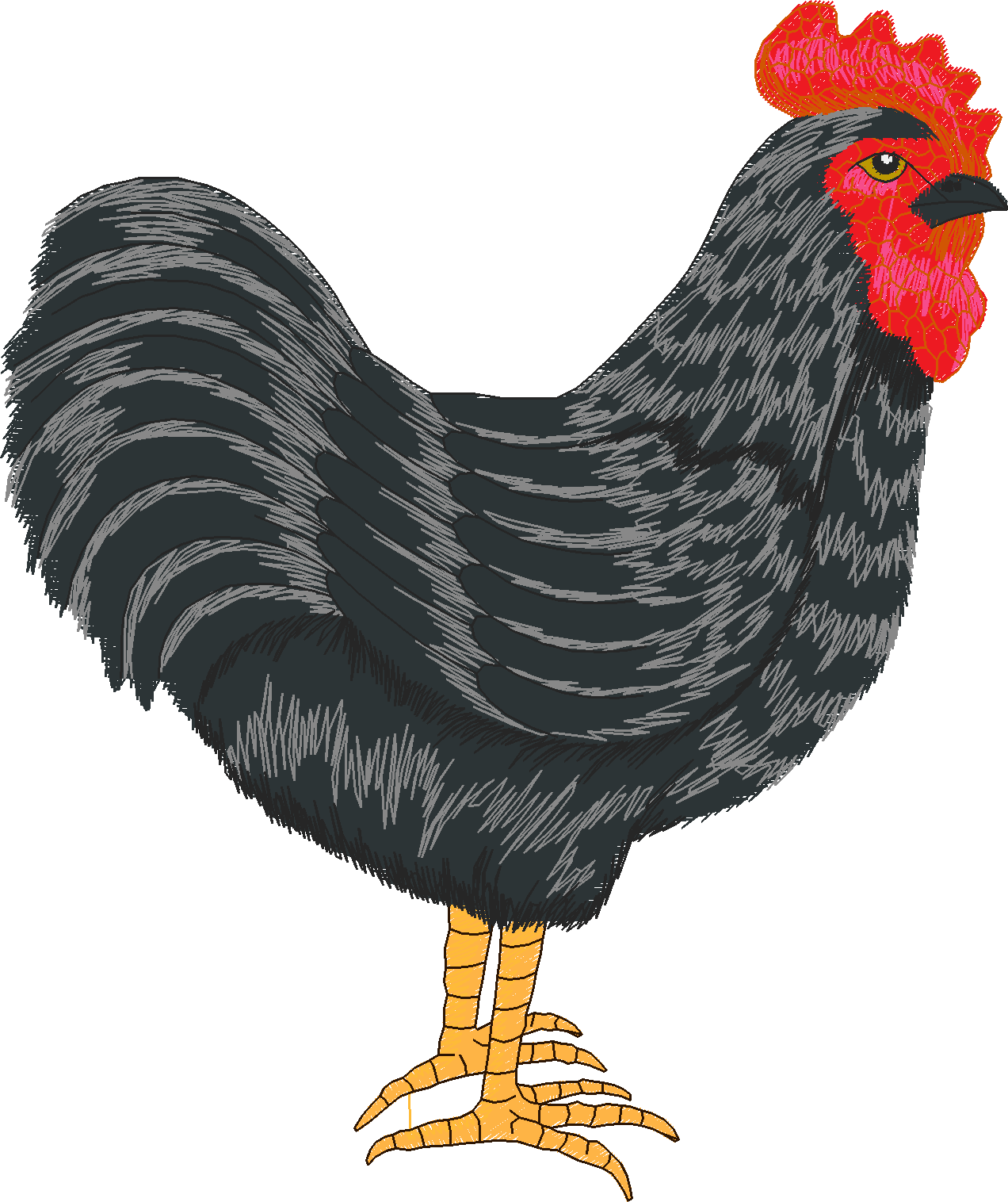 Jumbo - Rooster 1  (11)