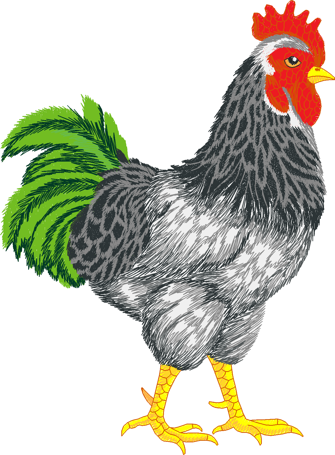 Jumbo - Rooster 1  (2)