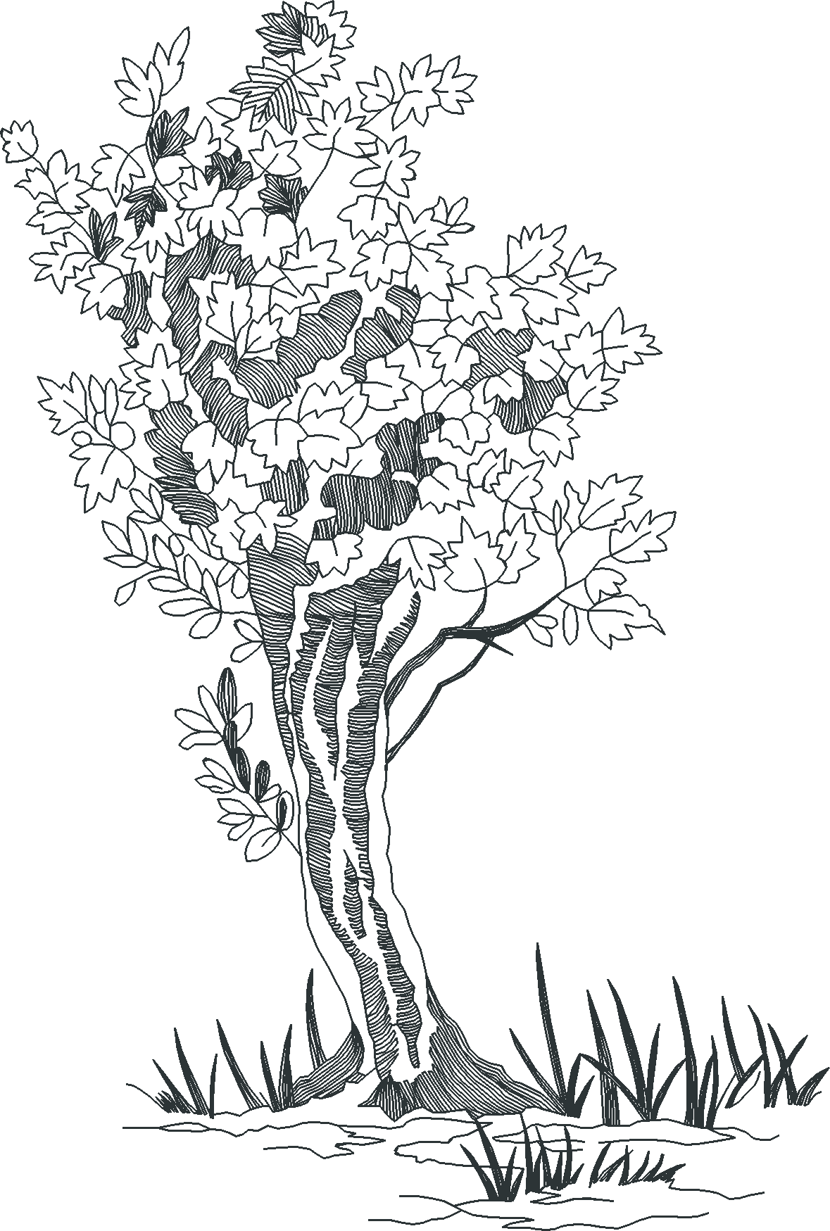 Jumbo - Toile 1  (18)