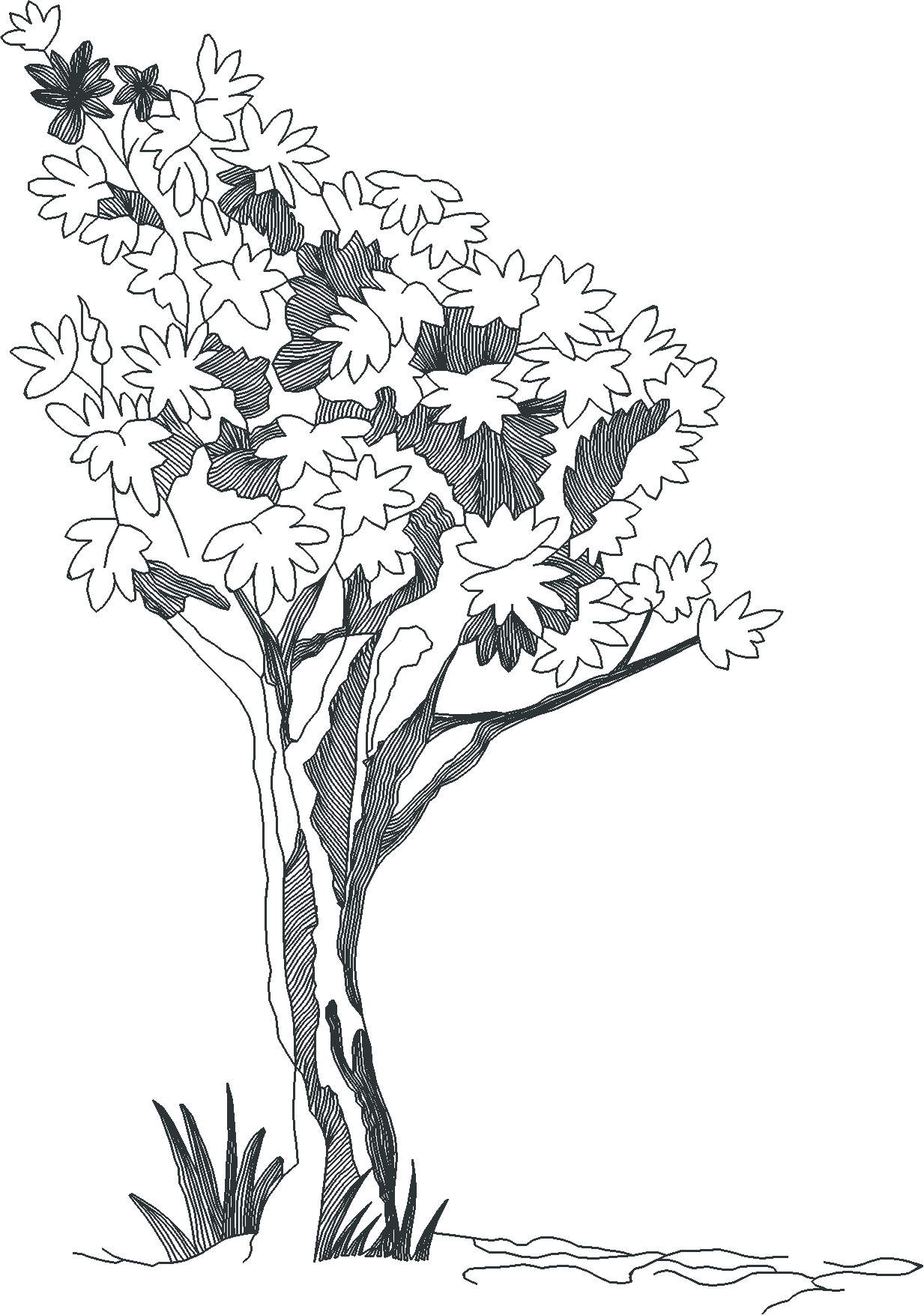 Jumbo - Toile 1  (8)