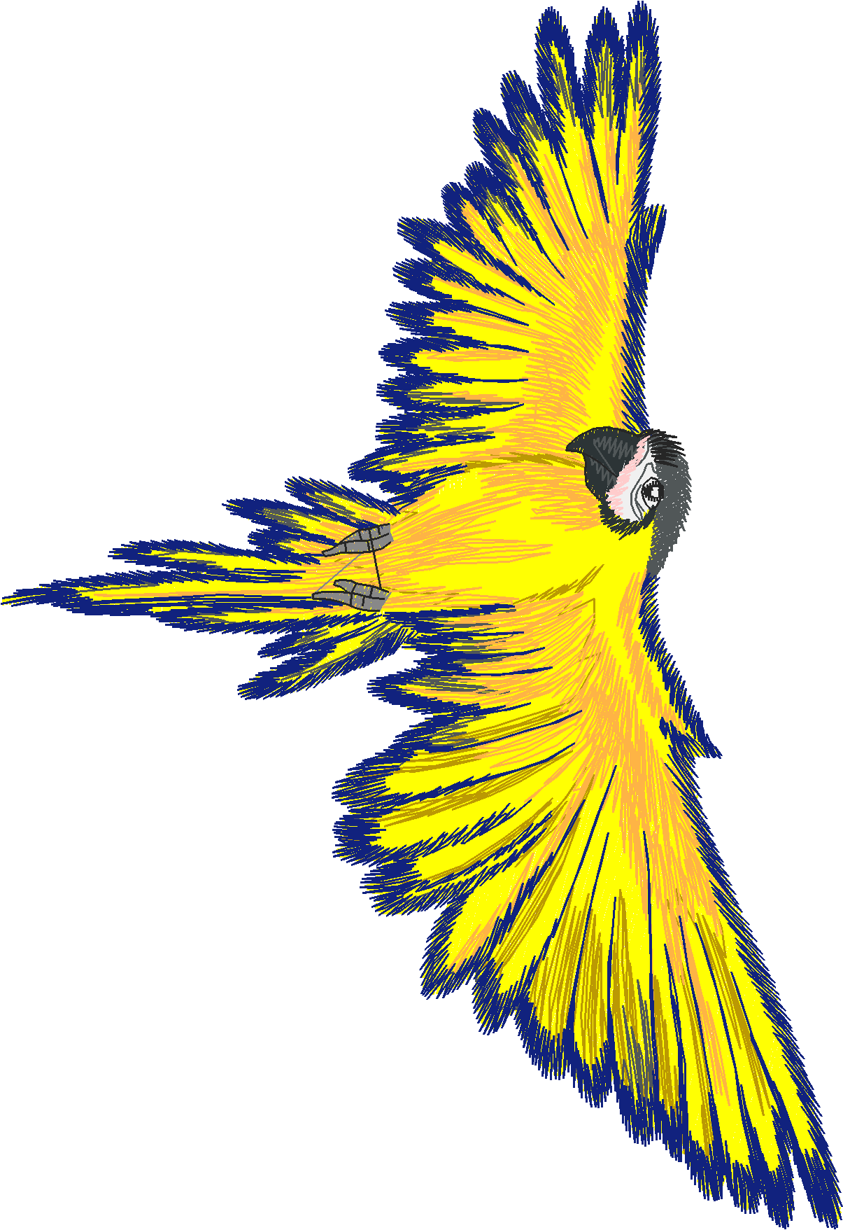 Jumbo - Tropical Birds 1  (12)