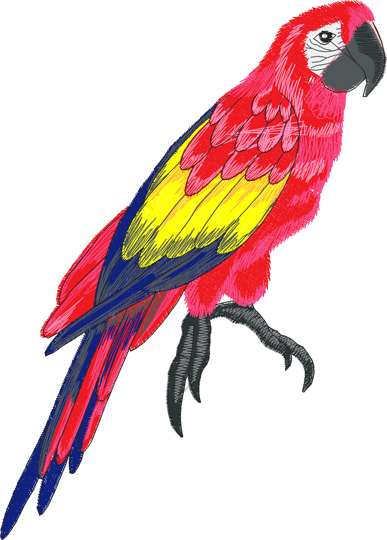 Jumbo - Tropical Birds 1  (6)